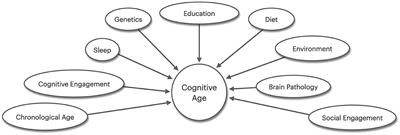 Editorial: The cognitive neuroscience of aging: where we are and where we are going